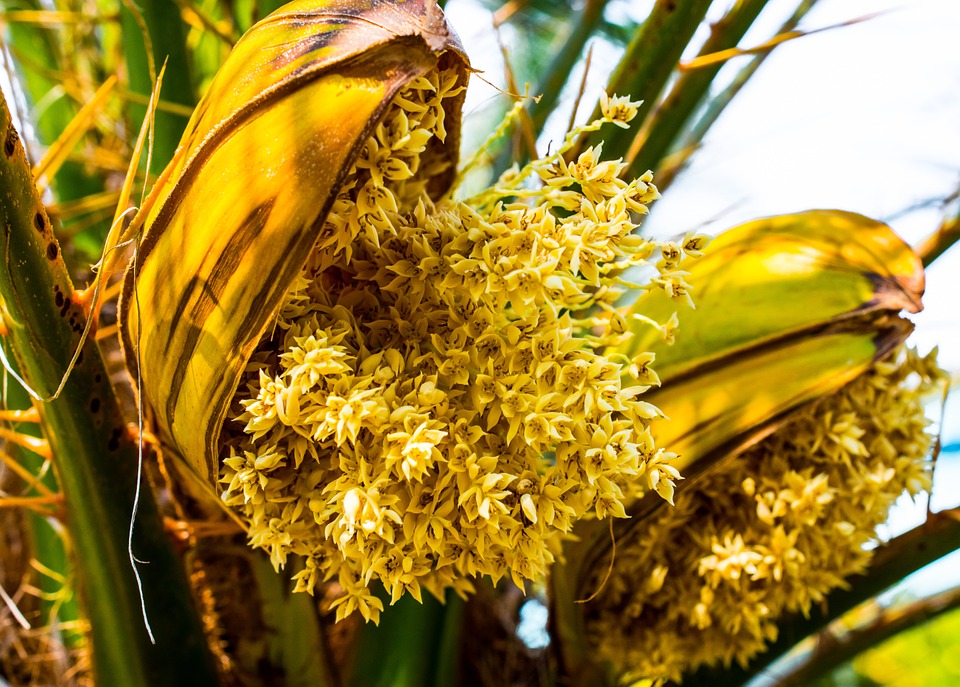 Les vertus thérapeutiques des pollens de palmier